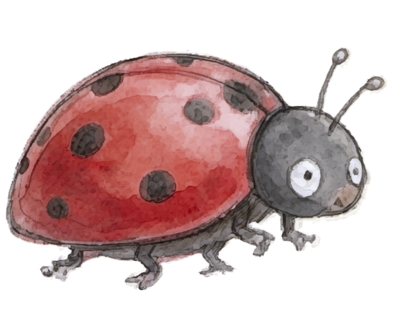 Ladybird
